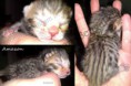 /album/the-long-awaited-litter-a-/amazon-montage-2013-0315-logo-jpg1/